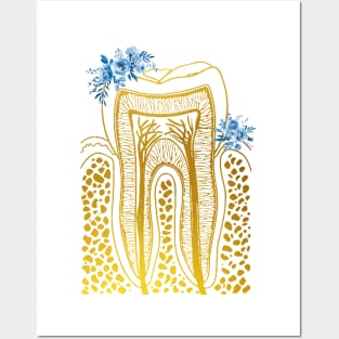 Tooth Structure Posters and Art